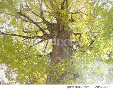 Ginkgo trees stand out against the fresh green leaves 120570748