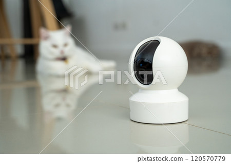 home security camera Smart CCTV cameras detect your beloved cat for safety. 120570779