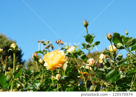 Roses in Shonai Ryokuchi Park in full bloom Roses in Shonai Ryokuchi Park in full bloom 120570974