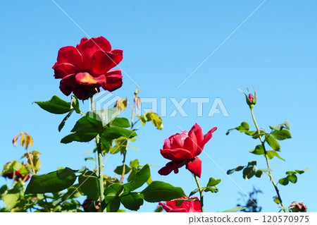 Roses in Shonai Ryokuchi Park in full bloom 120570975