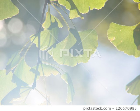 Ginkgo leaves shining through the light Ginkgo leaves shining through the light 120570983