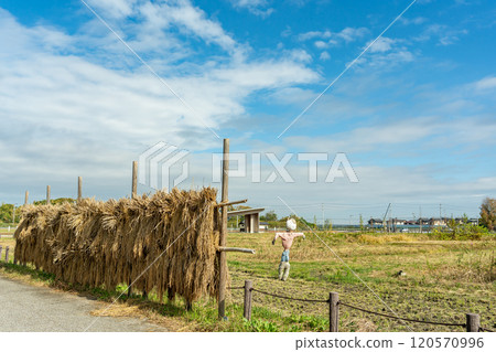 岐阜縣海津市秋季水鄉公園中心水田與刺猬 120570996
