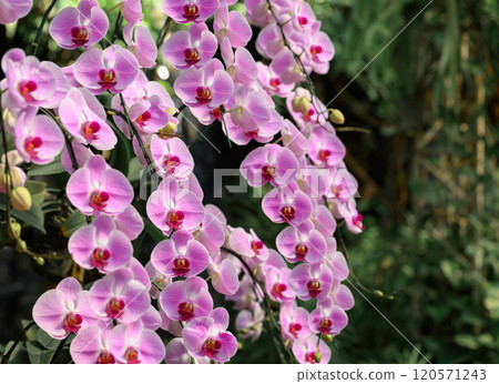 Pink Phalaenopsis orchids or moth orchids blooming in ornamental garden 120571243