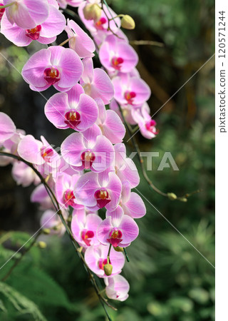 Pink Phalaenopsis orchids or moth orchids blooming in ornamental garden Pink Phalaenopsis orchids or moth orchids blooming in ornamental garden 120571244