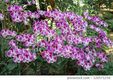 Pink Phalaenopsis orchids or moth orchids blooming in ornamental garden 120571250
