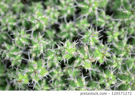 Cactus plant, Desert and succulent plant decorative in house and garden Cactus plant, Desert and succulent plant decorative in house and garden 120571272