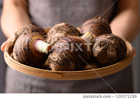 Raw taro corm in basket holding by hand 120571289