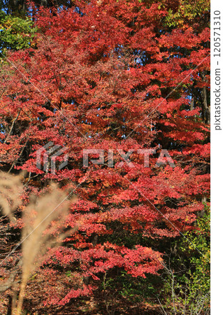 A field of red maple leaves A field of red maple leaves 120571310