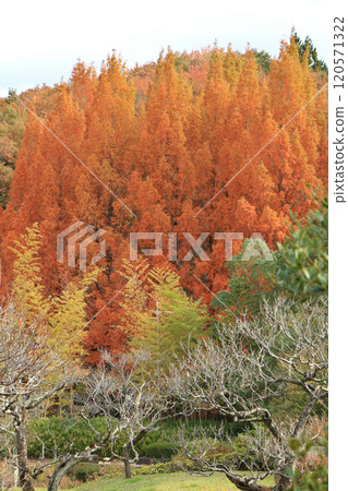 Forest of metasequoia with autumn leaves 120571322