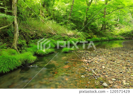 綠意盎然的清流（由布市莊內町大池） 120571429