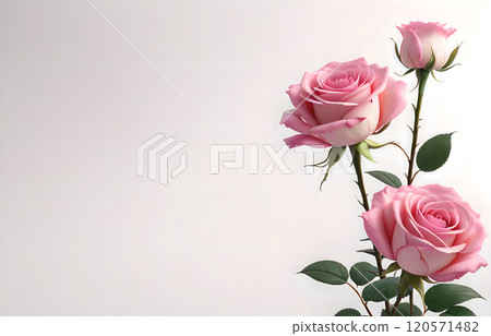 白色背景粉紅色玫瑰花束,情人節,母親節,婦女節,生日,週年紀念日,婚禮,浪漫浪漫,寬度,寬公告, 白色背景粉紅色玫瑰花束,情人節,母親節,婦女節,生日,週年紀念日,婚禮,浪漫浪漫,寬度,寬公告, 120571482