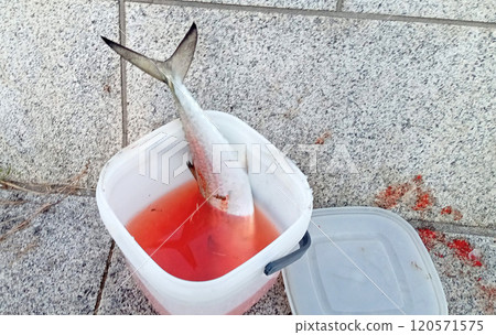 西班牙鯖魚被吸乾血 120571575