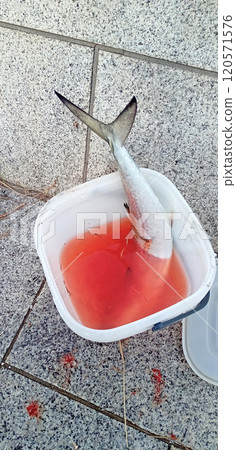 鯖魚放血 120571576