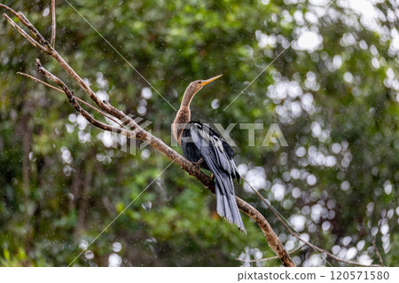 Snakebird, darter, American darter, or water turkey, Anhinga anhinga, Costa Rica 120571580