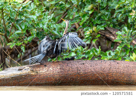 Snakebird, darter, American darter, or water turkey, Anhinga anhinga, Costa Rica 120571581