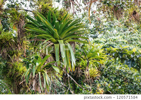 Refugio de Vida Silvestre Cano Negro rainforest, Costa Rica wilderness landscape. Refugio de Vida Silvestre Cano Negro rainforest, Costa Rica wilderness landscape. 120571584