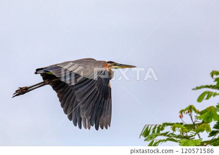 Great blue heron - Ardea herodias, Costa Rica 120571586