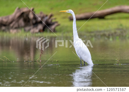 Great egret, Ardea alba Cano Negro, Costa Rica 120571587