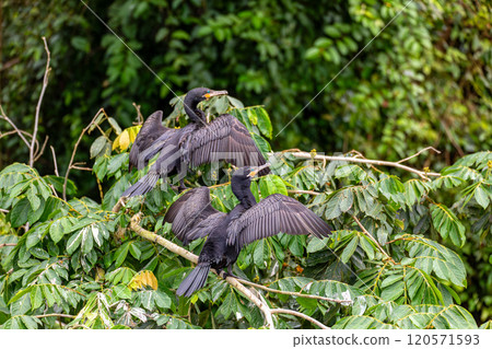 Neotropic cormorant - Phalacrocorax brasilianus. Refugio de Vida Silvestre Cano Negro, Wildlife and bird watching in Costa Rica. 120571593