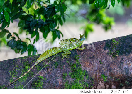 Plumed green basilisk (Basiliscus plumifrons) Cano Negro, Costa Rica wildlife 120571595