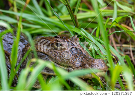 Spectacled caiman, Caiman crocodilus Cano Negro, Costa Rica. 120571597
