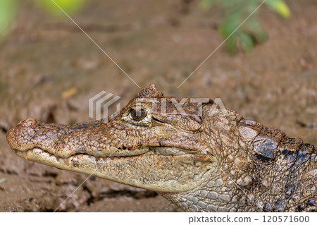 Spectacled caiman, Caiman crocodilus Cano Negro, Costa Rica. 120571600
