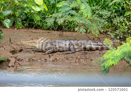Spectacled caiman, Caiman crocodilus Cano Negro, Costa Rica. 120571601