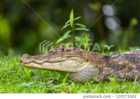 Spectacled caiman, Caiman crocodilus Cano Negro, Costa Rica. 120571602