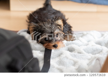 可愛的狗狗在皮帶上咬著玩 120571610