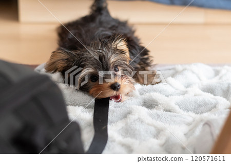 可愛的狗狗在皮帶上咬著玩 120571611