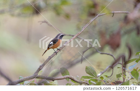 Wild bird Jawitaki 120571617