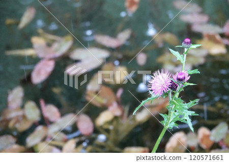 粉紅色的薊在池塘岸邊綻放，被雨淋濕 120571661