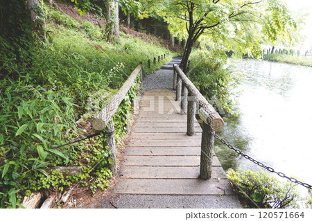 A small bridge over the Nameless Pond (commonly known as Monet's Pond) with beautiful fresh greenery after being hit by rain 120571664
