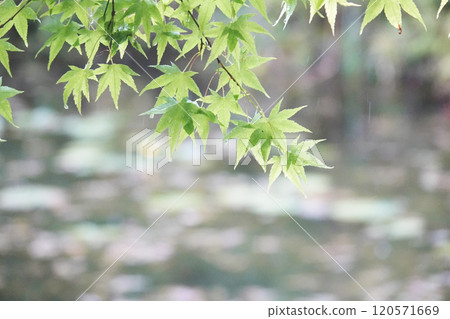 池塘邊,新綠的葉子在雨中顯得格外美麗。 池塘邊,新綠的葉子在雨中顯得格外美麗。 120571669