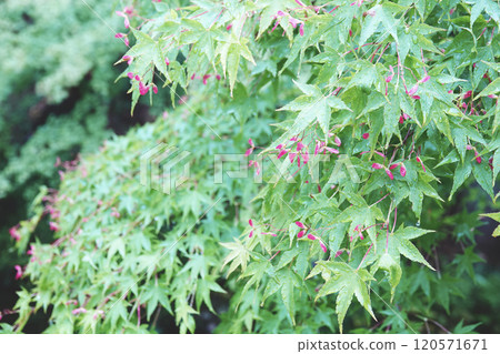 Autumnal leaves with pretty pink flowers after spring rain 120571671