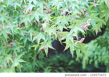 秋葉花,春雨中開著可愛的粉紅色花朵 秋葉花,春雨中開著可愛的粉紅色花朵 120571672