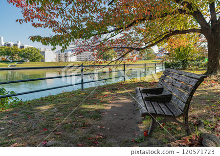 Autumn leaves walking path 120571723