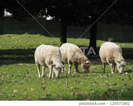 Cornwall Park and Sheep Cornwall Park and Sheep 120571802