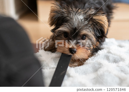 可愛的狗狗在皮帶上咬著玩 120571846