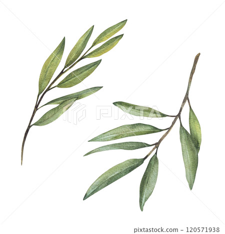 Olive tree branch set, fruitless with green leaves. Watercolor botanical floral clipart. Hand drawn greenery foliage realistic illustration for greeting, invitation card label Isolated from background 120571938