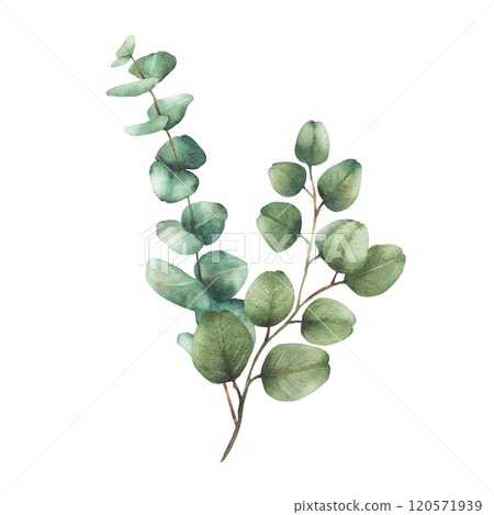 Eucalyptus plant bouquet. Greenery Watercolor arrangement Green silver dollar tree branches with round leaves hand drawn botanical illustration for wedding, greeting, baptism isolated from background Eucalyptus plant bouquet. Greenery Watercolor arrangement Green silver dollar tree branches with round leaves hand drawn botanical illustration for wedding, greeting, baptism isolated from background 120571939