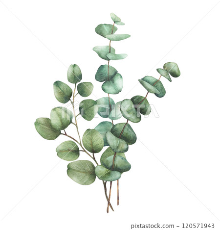 Eucalyptus plant bouquet. Greenery Watercolor arrangement Green silver dollar tree branches with round leaves hand drawn botanical illustration for wedding, greeting, baptism isolated from background Eucalyptus plant bouquet. Greenery Watercolor arrangement Green silver dollar tree branches with round leaves hand drawn botanical illustration for wedding, greeting, baptism isolated from background 120571943