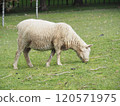 Cornwall Park and Sheep 120571975