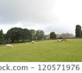 Cornwall Park and Sheep 120571976