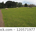 Cornwall Park and Sheep 120571977