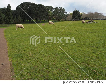 康沃爾公園和羊 120571977
