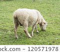 Cornwall Park and Sheep 120571978