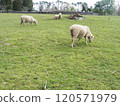 Cornwall Park and Sheep 120571979