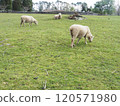 Cornwall Park and Sheep 120571980
