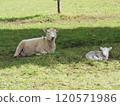 Cornwall Park and Sheep 120571986